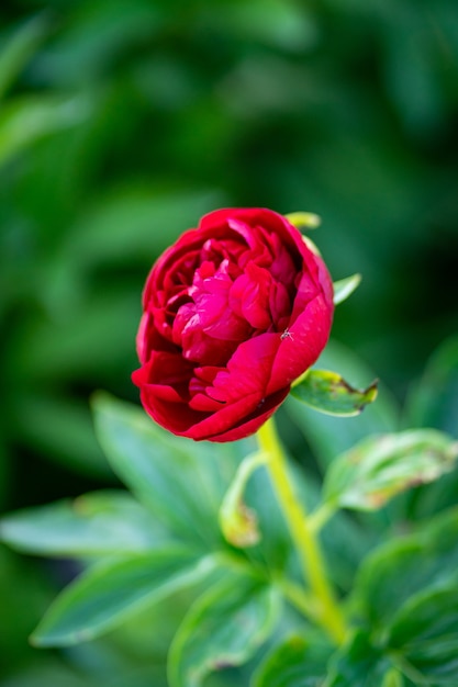 Peonie di fiori rosa che fioriscono su peonie rosa di sfondo. Giardino di peonie.