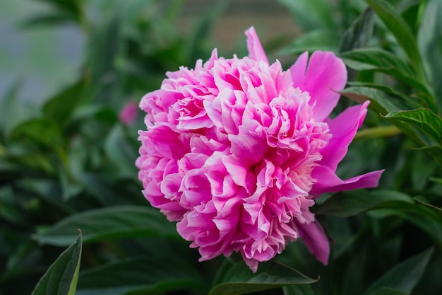 Peonie di fiori rosa che fioriscono sullo sfondo Giardino di peonie