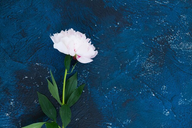 Peonie fresche sul blu