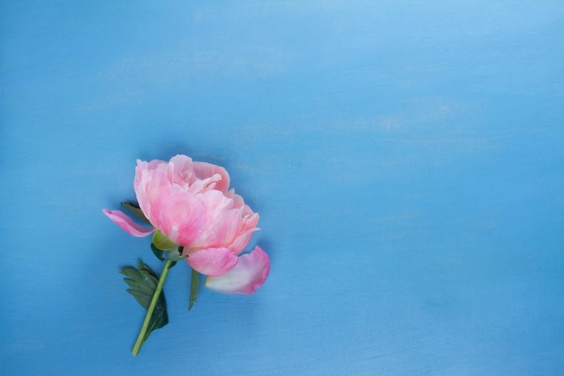 Peonie fresche sul blu