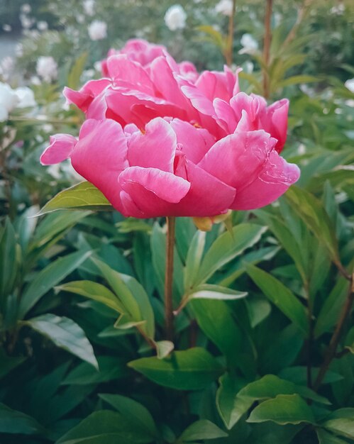 Peonie in aiuola, fiori rosa d'estate