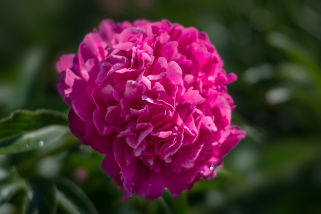 Peonie in fiore nel giardino