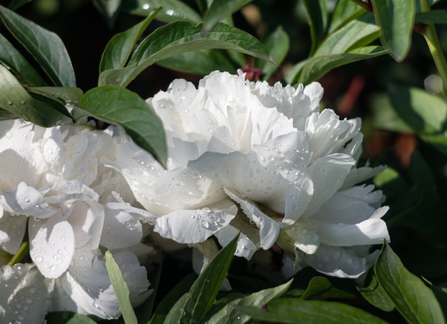 Peonie in fiore nel giardino