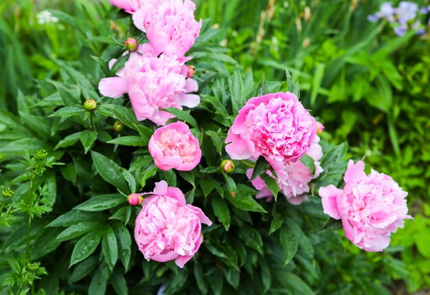 Peonie in rugiada dopo la pioggia. Bellissimi fiori nella natura.