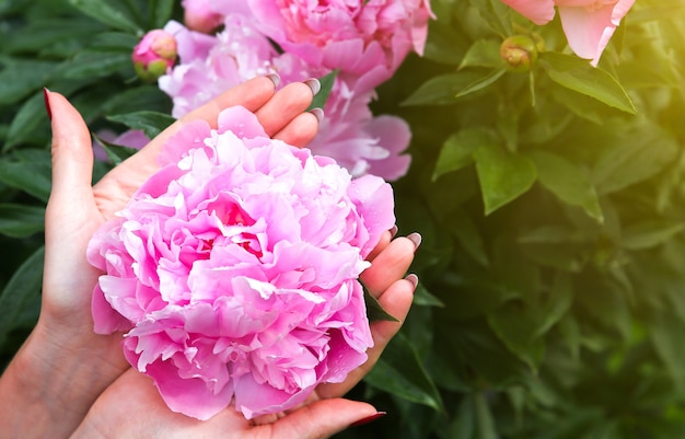 Peonie in rugiada dopo la pioggia. Bellissimi fiori primaverili nella natura.