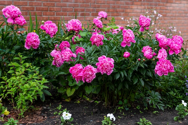 Peonie lussureggianti su un'aiuola nel parco. Paesaggistica, piante perenni.