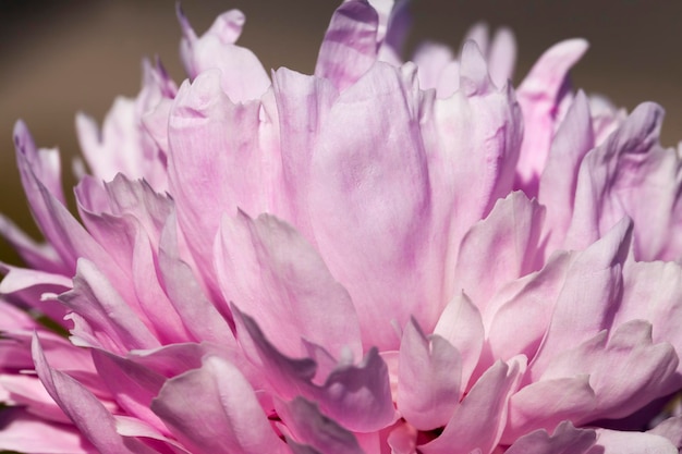 Peonie rosa che fioriscono in estate