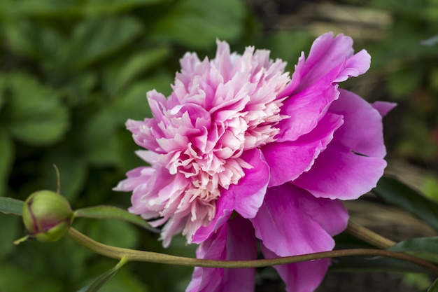 Peonie rosa in fiore nel giardino.