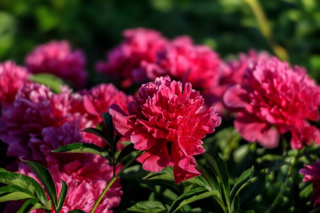 Peonie rosa in giardino