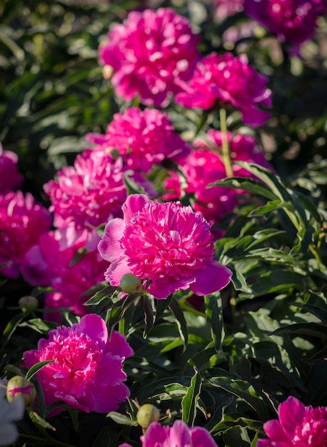 Peonie rosa in giardino