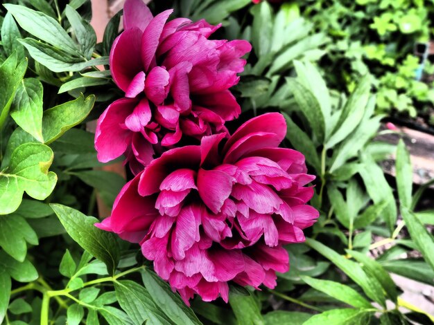 Peonie rosa rosse Bellissimi grandi fiori di peonia su uno sfondo di fogliame verde ed erba