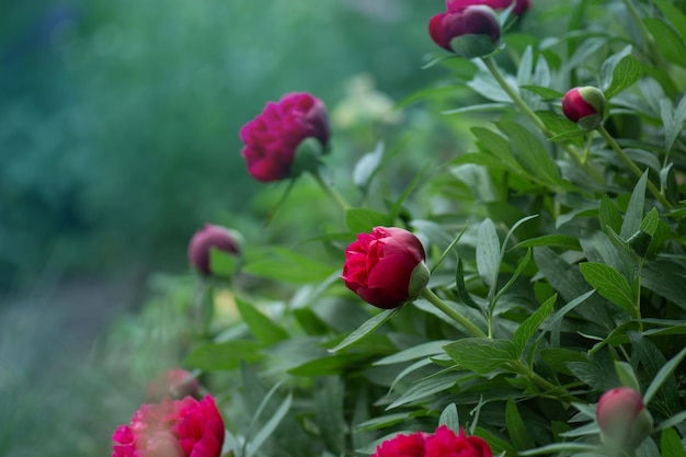 Peonie rosa rosse Peonia colorata rossa alla moda