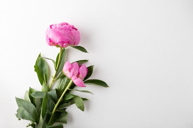 Peonie rosa su sfondo bianco