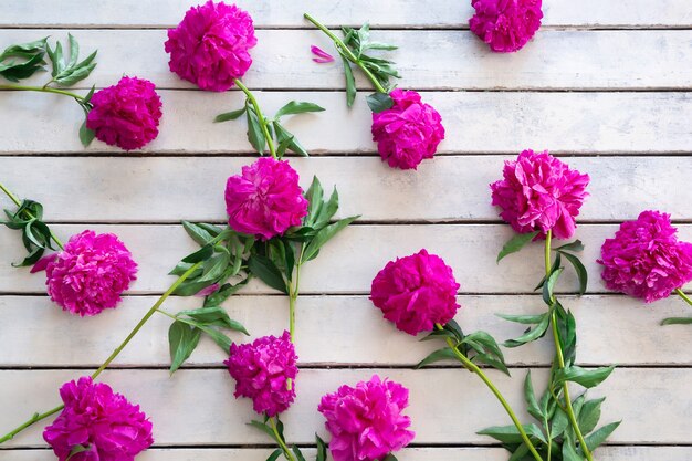 Peonie rosa su uno sfondo di tavole di legno grezzo verniciato bianco. Biglietto d'auguri