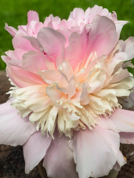 Peonie rosa tenue