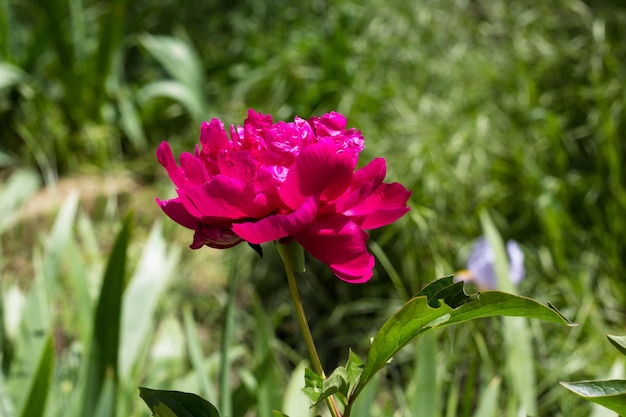 Peonie rosse in grandi fiori da giardino