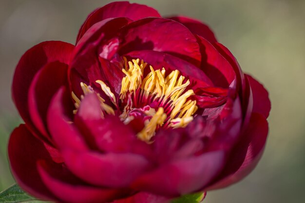 Peonie rosse nel giardino peonia rossa in fiore