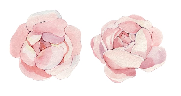 Peonie vintage fatte a mano o set di rose Design botanico froral isolato su fiori bianchi per invito di auguri matrimonio compleanno biglietto di s. valentino illustrazione botanica