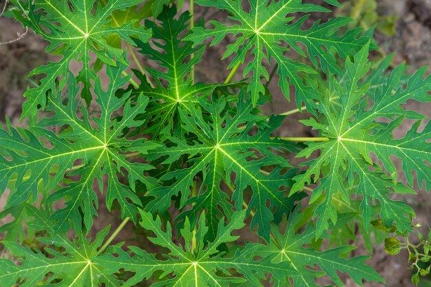 Pepaya verde di Daun o foglia della papaia in natura