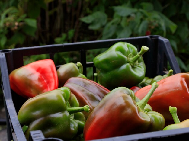 Pepe biologico maturo in una scatola per il trasporto di verdure. Il concetto di cibo agricolo sano coltivato in condizioni ecologiche