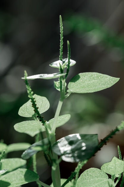 Peperomia pellucida nel giardino