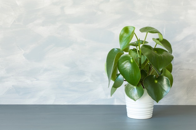 Peperomia pianta d'appartamento in vaso bianco