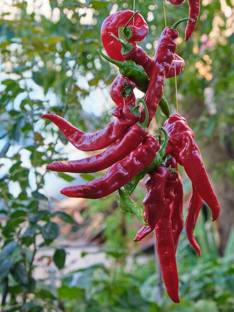 Peperoncini caldi maturi crudi rossi che appendono su una corda