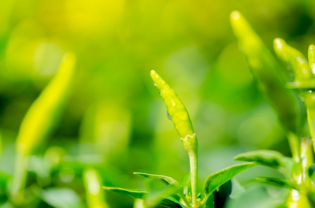 Peperoncini e foglie verdi