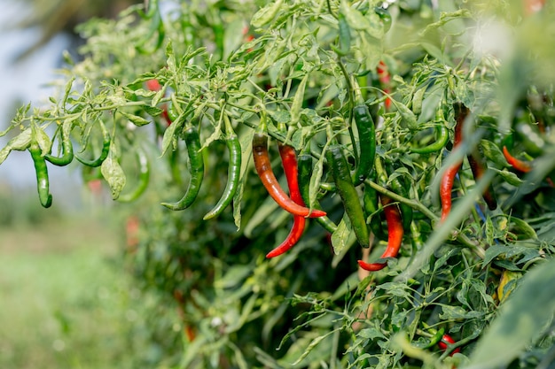 peperoncini rossi che crescono nelle piantagioni asiatiche Foto Premium