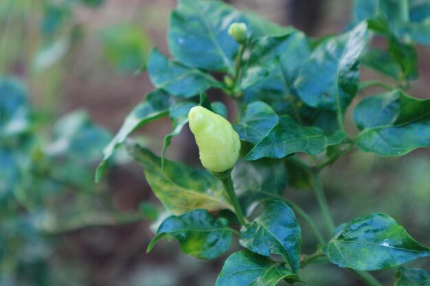 Peperoncini rossi e verdi sull'albero in giardino.