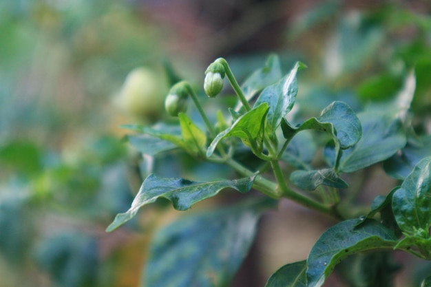 Peperoncini rossi e verdi sull'albero in giardino.