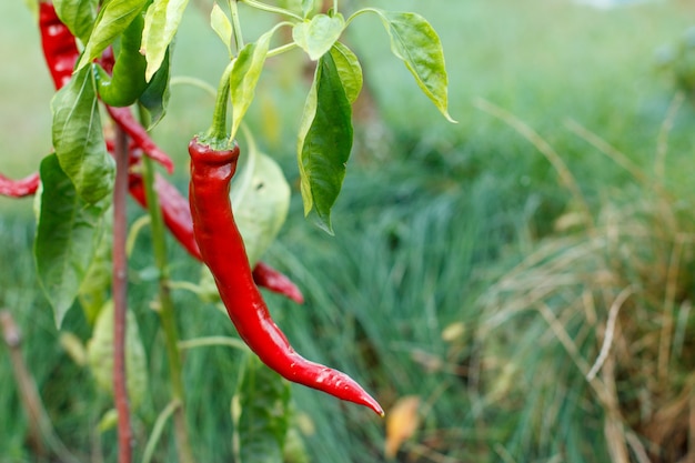 Peperoncini rossi maturi nel giardino con sfondo naturale verde sfocato. Cibo biologico nostrano, peperoni o peperoni paprika che maturano in giardino.