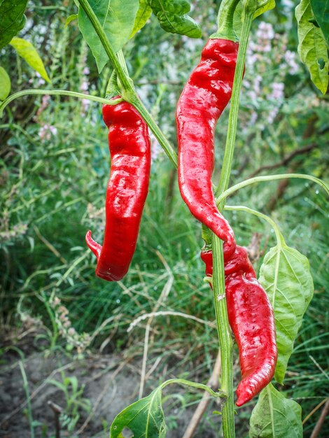 Peperoncini rossi maturi sul letto del giardino con sfondo naturale sfocato. Cibo biologico nostrano, peperoni o peperoni che maturano nel giardino estivo.