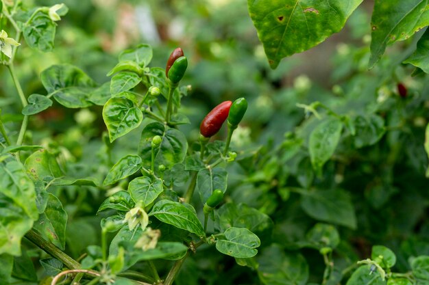 Peperoncini rossi verdi piccanti