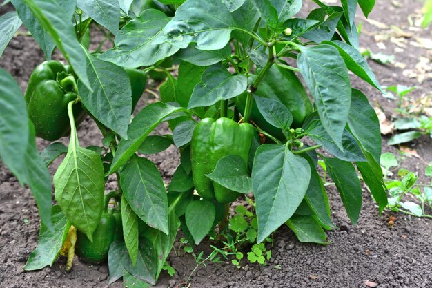 peperoncini verdi appesi alla piantina di peperoncino