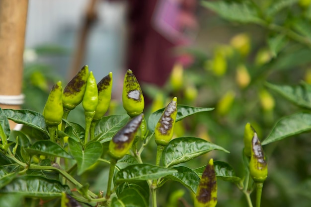 Peperoncini verdi crudi sugli alberi