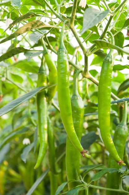 Peperoncini verdi freschi che crescono in un orto Pronto per il raccolto che cucina la materia prima sulla pianta