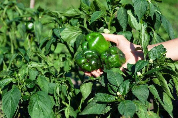 Peperoncino acerbo sul ramo affetto da peronospora o phytophthora Malattie delle piante di belladonna