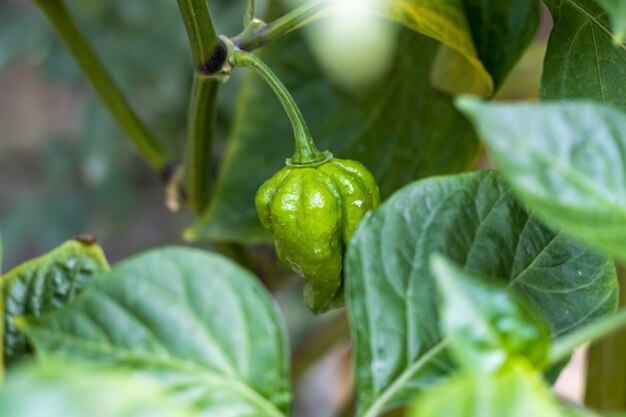 Peperoncino biologico che cresce sull'albero in giardino