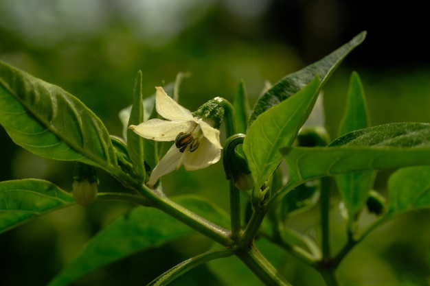 peperoncino fungino