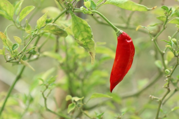 Peperoncino in giardino