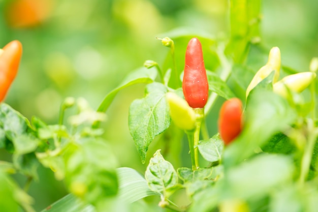 Peperoncino in giardino