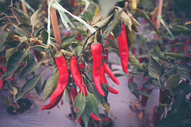 Peperoncino nell&#39;orto