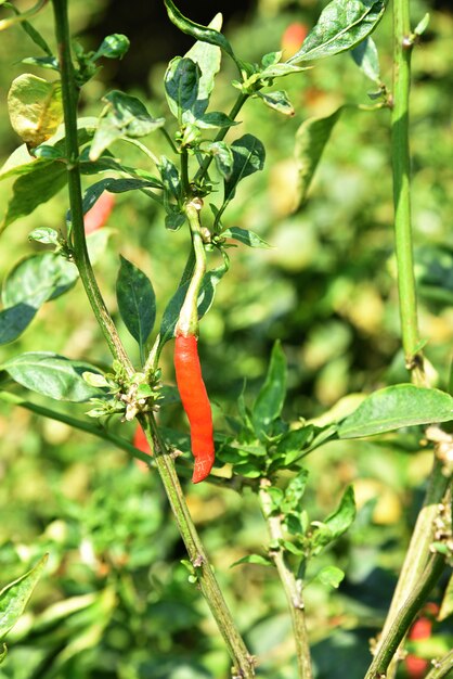 Peperoncino organico verde sulla plantula al campo dell'azienda agricola, concetto del raccolto.