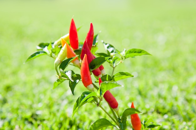 peperoncino peperoncino impianto in rosso e arancione