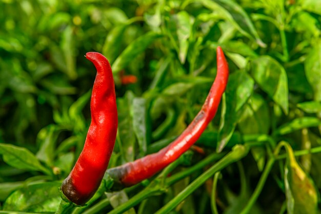 Peperoncino rosso appeso alla pianta in una serra