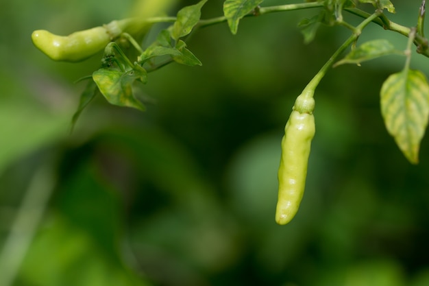 Peperoncino rosso caldo su una pianta