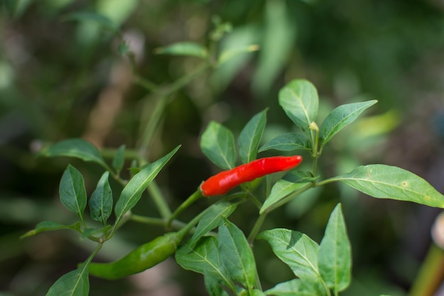 Peperoncino rosso che cresce nel giardino