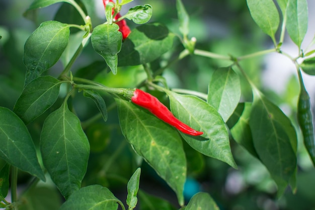 Peperoncino rosso che cresce nel giardino