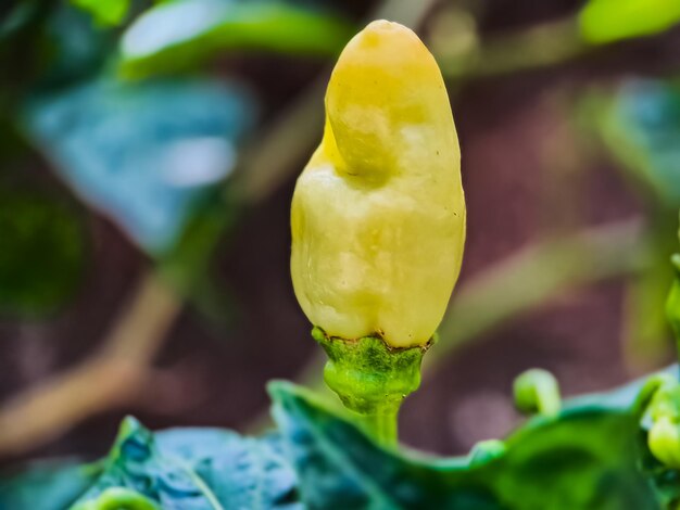 Peperoncino rosso di Cayenna su piante da orto biologico che sono cibo e piante